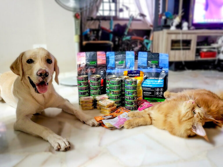 Read more about the article Unleashing the Truth: Our Honest Review After PetsClubSG Ambassadorship